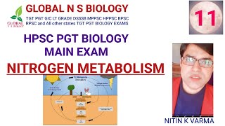 Nitrogen Metabolism [upl. by Aicittel405]