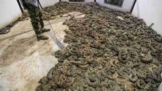 Man Finds 45 Venomous Rattlesnakes Under House [upl. by Coyle]