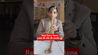 इन्सान की जाँघ की असली हड्डी ।Real Femur Bone  Thigh Bone shorts [upl. by Ellynad429]