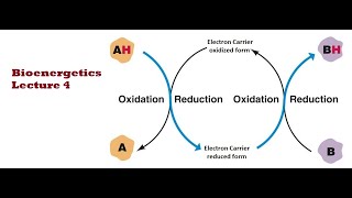 Bioenergetics and Free energy Lecture 4 [upl. by Yelah363]