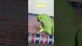 Krishnaaviarys Chatty Parrot [upl. by Thrift201]