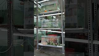 New Aquarium setup in tamil shorts [upl. by Muriah]