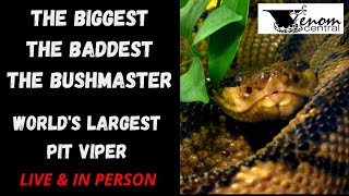 Worlds Largest Pit Viper  Bushmaster Snake [upl. by Asaret]