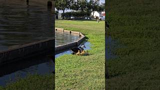 Ducklings following mother duck [upl. by Annice]