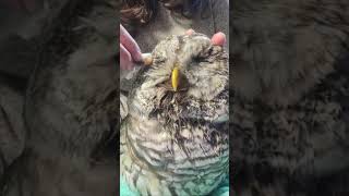 An owl was rescued from a fence 🥰 and then❤️ subscribe share animals views viralshorts love [upl. by Shell]