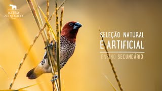 Seleção natural e artificial  Ensino secundário  Jardim Zoológico [upl. by Marquet]