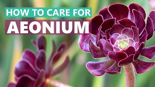 BEST TIPS HOW TO CARE FOR AEONIUM SUCCULENT PLANTS [upl. by Ellekcim31]