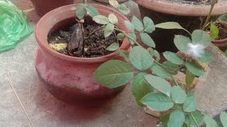 Sadasiba Tripathy vlog is live jay Jagannath 🙏🙏 [upl. by Netsirhk777]