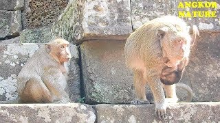 Poor Sweet Pea Cry loudly request Popeye take care him as before  Angkor Nature [upl. by Downes907]