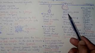 Lysosomes Structure And Functions  Federal And KPK Board  Ali Academy [upl. by Nimaj399]