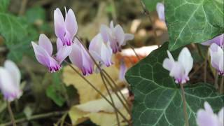 Quand fleurissent les cyclamens sauvages [upl. by Maro]