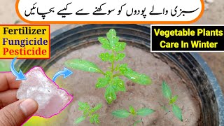 Best fertilizer for vegetables  Sabzi wale podu ko sukhne se kaise bachaye  Pesticide amp fungicide [upl. by Lasonde]