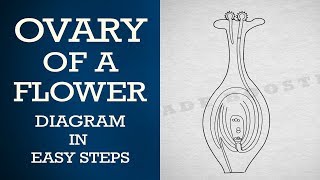 How to draw ovary of a flower in easy steps  ncert class 10  Biology CBSE X science [upl. by Graff917]