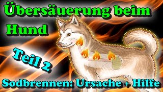 Sodbrennen Hund Symptome und Hilfe  Übersäuerung beim Hund   Teil 22 🤔 [upl. by Adnilem942]