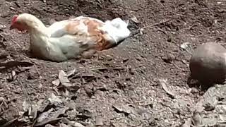 MIS GALLINAS COMIENDO INSECTITOS [upl. by Aiouqahs]