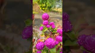 Beautiful gomphrena flowers gomphrena flowers gardening easygardeningtips [upl. by Sigler]