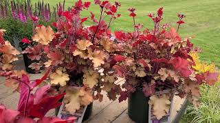 Heuchera Marmalade Forever Red amp Zipper Coral Bells  3 FANTASTIC colorful perennials [upl. by Willman637]