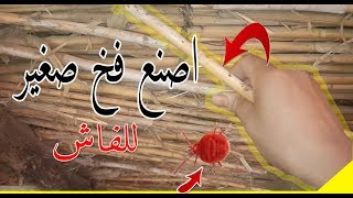 أفضل مجثم للطيور  اصنع فخ للفاش  أسرع فيديوا في القناة how to Cure Mite and Lice on Pet Birds [upl. by Tloh]