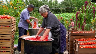 🍅 Massive Tomato Harvest Making Sauce from 150 Kilos of Fresh Tomatoes [upl. by Milstone]