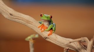 5 Cool Facts about RedEyed Tree Frogs  Pet Reptiles [upl. by Ponton654]