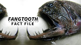 Fangtooth Facts a FREAKY FISH 🐟 Animal Fact Files [upl. by Ayatan]