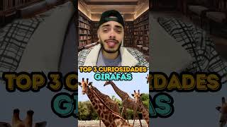 GIRAFAS  TOP 3 CURIOSIDADES [upl. by Naitsirhk]