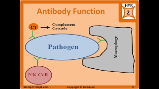 Antibody Structure amp Formation IgG IgA IgE Autoantibodies ANA panca Isotype [upl. by Goddart]