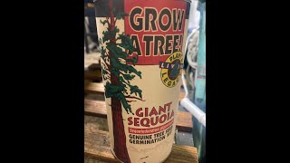 How to germinate a Giant Sequoia Tree in your living room [upl. by Lebasiairam36]