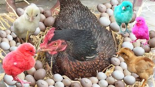 Magical MURGI Hen Harvesting Eggs to Chicks Video  Murgi ke Bacche BORN Story  FishCutting [upl. by Star831]