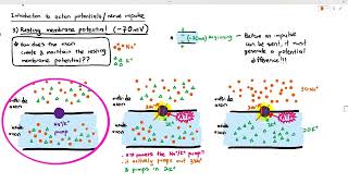 155 Resting Membrane Potential Cambridge AS A Level Biology 9700 [upl. by Chantalle]