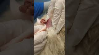 Dog cyst popped at the vet [upl. by Stokes700]