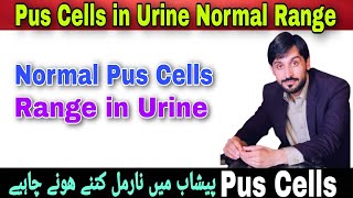 Pus Cells in Urine Normal Range  Pus Cells in Urine  Pus Cells  Pus Cells Normal Range Per HPF [upl. by Doreg]