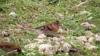 Brambling on Otmoor oxonbirdingblogspotcouk [upl. by Sadiras]