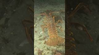 Easy Spiny Lobster Catch Lobster [upl. by Otho491]