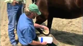 3M Veterinaria abscesos pezuña  Parte 2  3M veterinária abcessos casco Parte 2 [upl. by Evelinn]