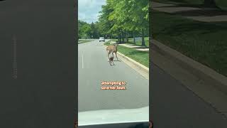 Mama Deer Saves Baby on Busy Road 🦌❤️ [upl. by Yecniuq]