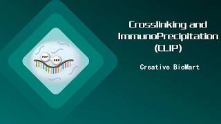 Crosslinking and ImmunoPrecipitation CLIP [upl. by Leissam87]