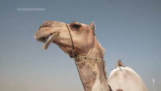 Camel pageant brings World Cup victory to Qatar [upl. by Whitelaw]