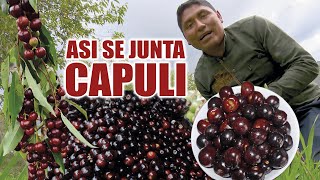 Así se junta CAPULI  en la serranía Ecuatoriana [upl. by Erbas]