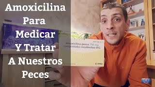 🔵 Amoxicilina En El Acuario Para Medicar Y Tratar Enfermedades De Peces Acuarios MB [upl. by Zachar]