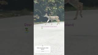 Deer in Sechelt Canada island 🏝️ cheapthrills [upl. by Luca]