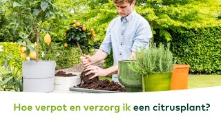 TERRASPLANTEN  Hoe verpot en verzorg ik een citrusplant [upl. by Roselle]