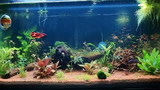 Betta Tank  Nemo the Koi and a lot of Corydoras pygmaeus [upl. by Nickerson]