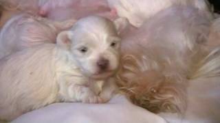 Maltese Puppies  2 Weeks Old in HD [upl. by Hakeber339]