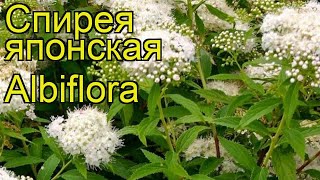 Спирея японская Альбифлора Краткий обзор описание характеристик spiraea japonica Albiflora [upl. by Poyssick]