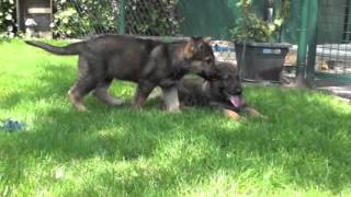 Bolkshof duitse herder pups wolfsgrauw reutjes [upl. by Lelah826]