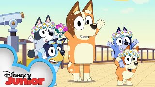 Bluey quotThe Signquot Official Trailer  disneyjr x BlueyOfficialChannel [upl. by Kohn]