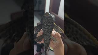 PLECOSTOMUS DE CERCA acuarios peces plecofish pecera shorts viral [upl. by Calvinna705]