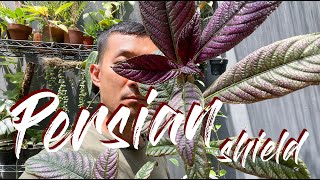 Persian shield Strobilanthes dyerianus care and propagation [upl. by Tillford298]