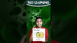 WHAT ARE DICOTYLEDON SEEDS neet cbse12thbiology cbse12biology cbse cbseboards [upl. by Alberta]